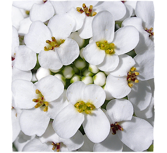 Bílý květ hořkého candytuftu